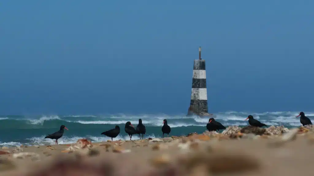 A lighthouse stands against a windy sea. Birds line up on an empty beach. This is the port of Elizabeth, where shipping from USA to South Africa happens every day!