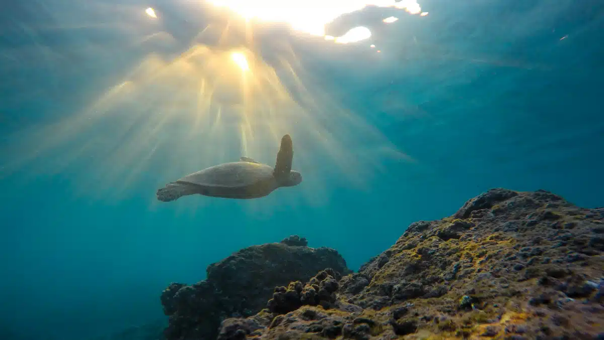 A turtle swimming in the sea while PostFromUS is shipping boxes to Hawaii for you!